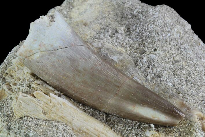 Fossil Plesiosaur (Zarafasaura) Tooth In Rock - Morocco #95083